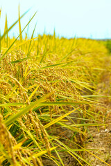 粒揃いで色づき始め収穫間近になった稲穂