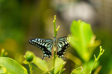 羽化したばかりで旅立つ準備のアゲハチョウ