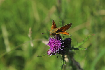 Large Skipper Butterfly (Ochlodes venatus) feeding on a flower in the summer sunshine. Large...