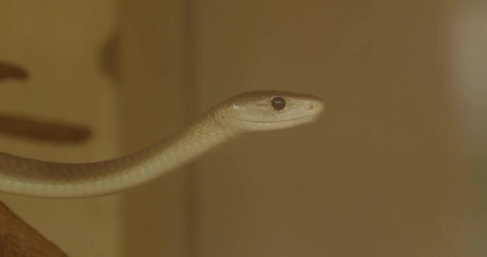 Close-up portrait of a  Black Mamba snake