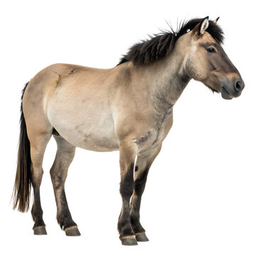 An illustration of the extinct wild tarpan horse isolated on a transparent background png