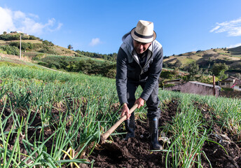 Hombre de 60 años trabajando en el sembrado de cebolla larga de Aquitania, Boyacá