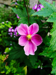 Obraz premium Anemone, Herbstanemone, Blüten, Blumen