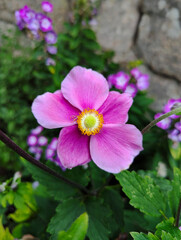Anemone, Herbstanemone, Blüten, Blumen