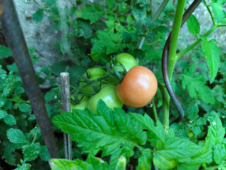 Tomaten, grüne Tomaten, Tomatenpflanze