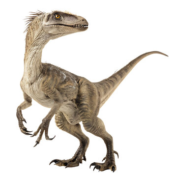 The feathered dromaeosaurid dinosaur Velociraptor mongoliensis isolated on a transparent background png