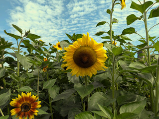 Fototapete bei efototapeten.de bestellen   