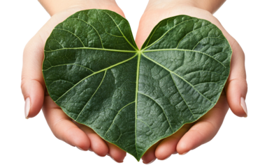 Human hands gently protecting a bright green heart shape as a sign of compassion isolated on transparent background PNG