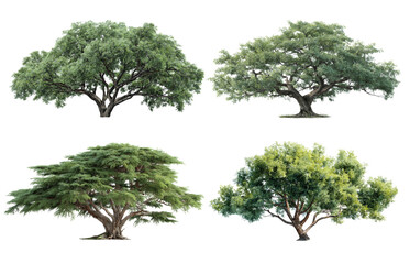 Majestic set of four big green trees isolated on transparent background. This collection of lush plants with detailed leaves and strong trunks represents nature and life
