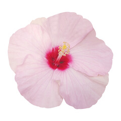 pink hibiscus flower isolated on white background © ziaurrahman2701