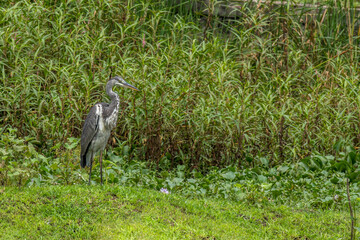 Gray heron in grass land of Bhigwan