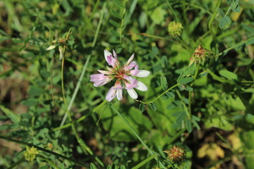 pink flower in the grass