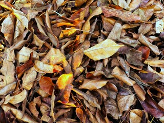 Pile of dry autumn leaves on ground with brown yellow texture