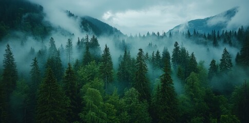 Vintage retro style depiction of a misty landscape featuring a fir forest, available as stock