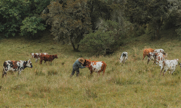 Hombre de mediana edad organizando sus vacas en la finca de Toquilla, Boyac&aacute;