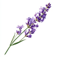Naklejka premium Lavender stem, single, isolated, bloom, blossom, on white. For design, craft, health