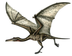 Fototapeta premium Pteranodon Flying Dinosaur Isolated on White Background PNG