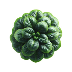Obraz premium Vibrant Green Basil Plant in a Circular Arrangement on transparent background