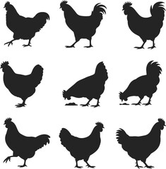 Set of nine black chicken silhouettes in different poses, walking, pecking, standing, isolated poultry vector for farm, livestock, agriculture, animal design