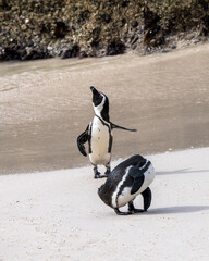 African penguin, Spheniscus demersus, also known as Cape penguin or South African penguin at Boulders Beach, South Africa