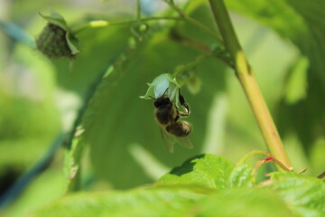Honey bee pollinating green raspberry with beautiful green background
