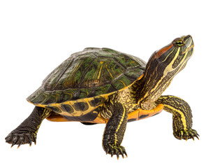Green Turtle Walking Side View, Isolated on White Background PNG