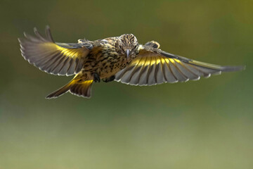 Floating in the air - Pine siskin