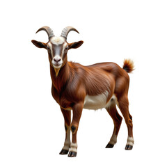Obraz premium Detailed Portrait of a Brown Goat with Curved Horns in Nature
