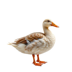 Obraz premium Beautiful Domestic Duck Standing Gracefully on a Transparent background