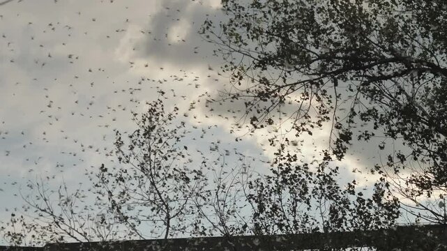A lot of locusts in the sky. Swarm of locusts, invasion of the locust. A swarm of locusts in Ukraine, Zaporizhzhia. Cloud of locusts into air. Natural disaster, catastrophe, pests.