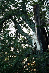 A large tree broken after a lightning strike during a storm