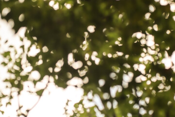 Blur of Cinnamomum camphora tree