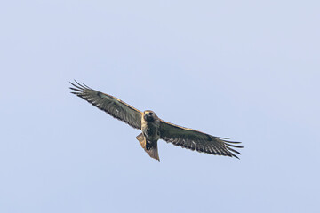 Red-tailed hawk in flight seen head-on with wings outstretched
