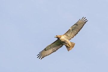 Red-tailed hawk in flight with wings outstretched