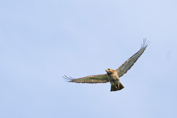 Red-tailed hawk in flight