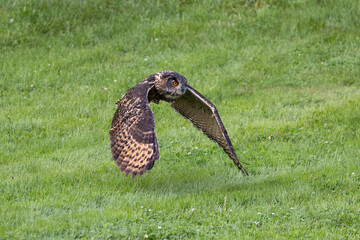 Eagle Owl in flight against green grass background