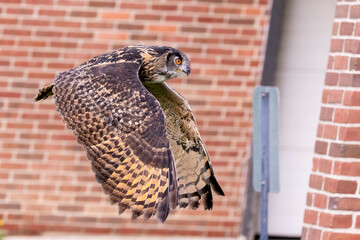 Eagle Owl in flight against a red brick wall