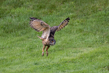 Eagle Owl in flight with wings arched