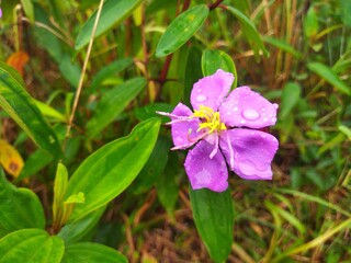 Close-up of a purple wildflower covered with raindrops, showcasing the freshness and delicate beauty of tropical flora in natural green surroundings