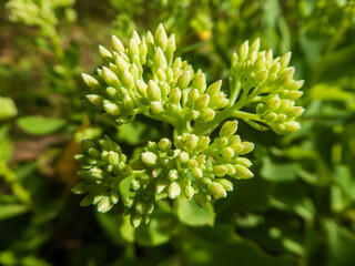 Cluster of Green Succulent Flower Buds.