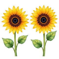 Obraz premium Vibrant Sunflowers with Bright Yellow Petals on Green Stems