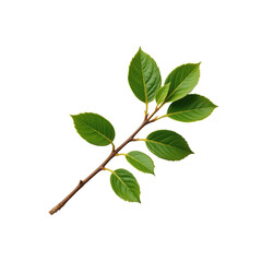 Fototapeta premium Fresh Green Leaves on a Branch Isolated on Transparent background