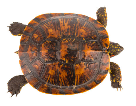 Top View of Turtle Shell Pattern, Isolated on White Background PNG