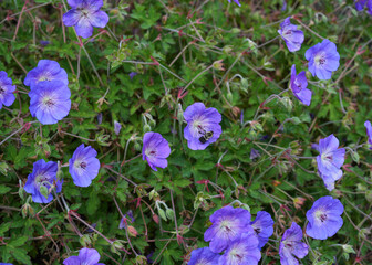 Closeup of vibrant purple-blue geranium flowers with green leaves and bees collecting nectar, highlighting natural beauty, pollination, and summer garden blooms.
