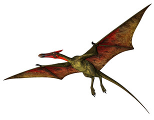 Fototapeta premium Prehistoric Pteranodon with Outstretched Wings White Background PNG