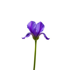 Beautiful Purple Iris Flower with Elegant Petals on Green Stem