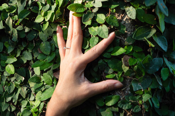 Close-up of human hand with ring gently touching green leaves wall under sunlight, symbolizing connection with nature, environmental care, and harmony between people and ecology.

