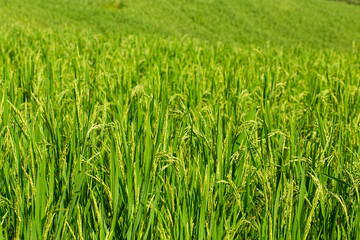 Scenic rice terraces with wooden houses and mountain village in rural Thailand, symbolizing agriculture, traditional lifestyle, eco-tourism, and harmony with nature.