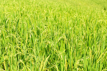 Beautiful countryside rice field with plants growing under sunlight, wooden hut in background, highlighting rural farming, organic food production, and eco-tourism concept.