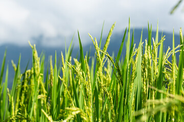Close up image of lush green rice plants with golden grains in rural field, with mountain and sky background, symbolizing agriculture, organic farming, and natural food production.